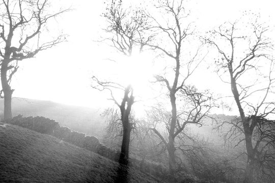 winter trees and sun