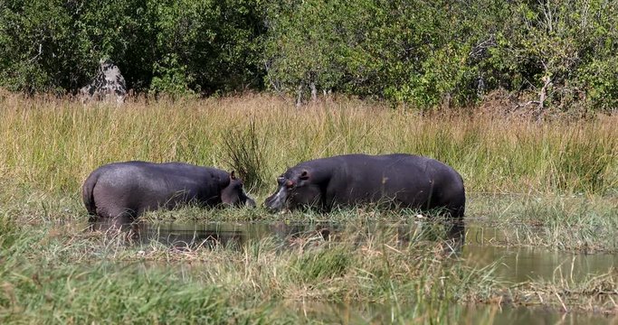 resting ang graze on river bank big Hippo Hippopotamus Hippopotamus in natural habitat okavango river. National Park Moremi, Okawango, Botswana Africa Safari Wildlife