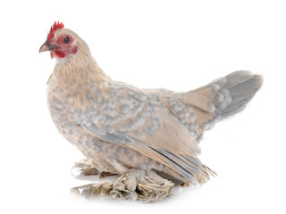 Dutch Booted Bantam