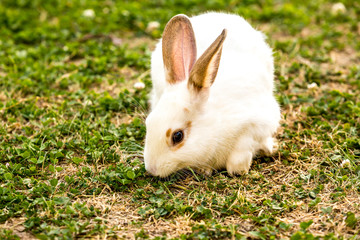Farm animal. little white rabbit (Oryctolagus cuniculus) sitting on the green grass