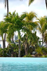 Cocos nucifera coconut palm tree tops and crowns against clear blue sky in a tropical location....
