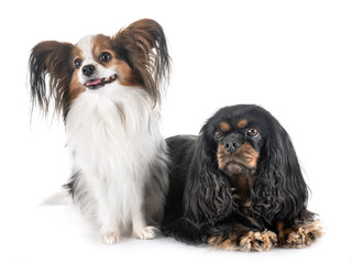 cavalier king charles and papillon