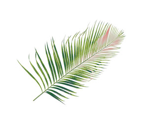 concept summer with green palm leaf from tropical . frond floral leaves branches tree isolated on white pattern background. flat lay, top view.