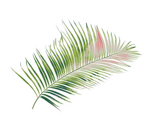 concept summer with green palm leaf from tropical . frond floral leaves branches tree isolated on white pattern background. flat lay, top view.