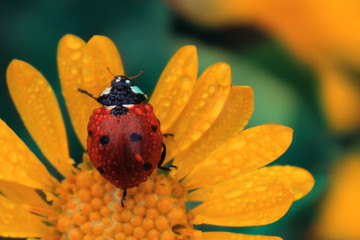 A beautiful ladybug crawling on a daisy-covered daisy.