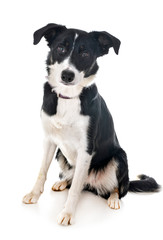 border collie in studio