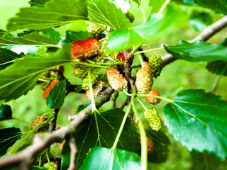 Mulberry, Fresh mulberry, black ripe and red unripe mulberries on the branch of tree.