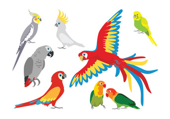 Set of vector cartoon colorful parrots in different poses. Jaco, cockatoos, wavy parrot, budgerigar, parrots are inseparable, lovebirds, Ara  Macaw, Corella. Cute birds isolated on white in flat style