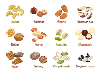 Fototapeta Set of named vector icons nuts and seeds. Cashew, hazelnut, almond, brazil nut, walnut, peanut, pistachios, macadamia, pecan, nutmeg, pumpkin seeds, sunflower seeds. Illustration in flat style. obraz