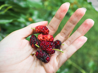 Mulberry, Fresh mulberry, black ripe and red unripe mulberries on the branch of tree.