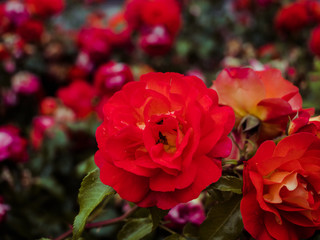 A bunch, bouquet of beautiful blooming red and pink roses in a garden