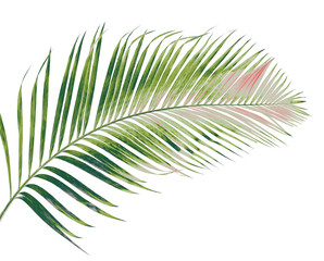 Obraz premium concept summer with green palm leaf from tropical . frond floral leaves branches tree isolated on white pattern background. flat lay, top view.