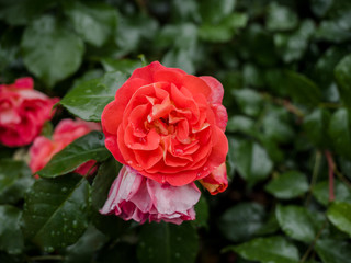A bunch, bouquet of beautiful blooming red and pink roses in a garden