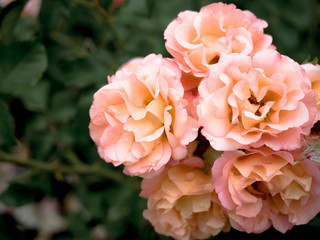 A bunch, bouquet of beautiful blooming red and pink roses in a garden