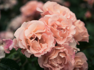 A bunch, bouquet of beautiful blooming red and pink roses in a garden