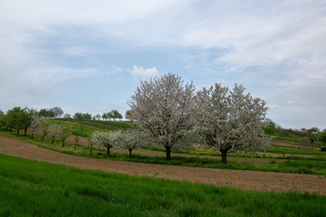 Blooming trees on the fields in Moravia.near Mistrin, Czech Republic