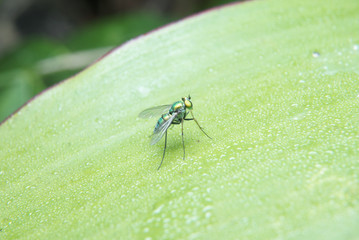 Macro of long legged fly on green leaf in nature habitat. 