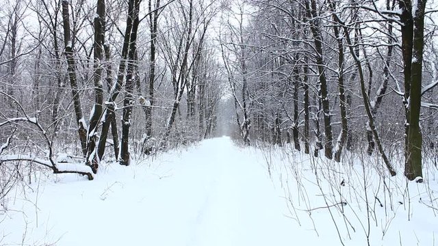 Footpath in snow.Deciduous forest in the snow.