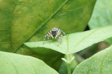 Macro of jumping spider on green leaf in nature habitat. 
