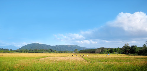 Fototapeta na wymiar Rice field in thailand against beautiful mountain and sky background