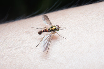 Macro of long legged fly on human skin in nature habitat. 