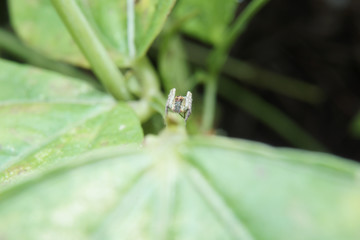 Macro of tiny spider on green leaf in nature habitat. 