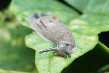 Macro of slug on green leaf in nature habitat.