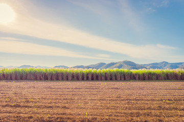 Naklejka premium Scenery of Sugar-cane flower to the breeze just prior to harvest