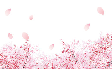 優しい桜