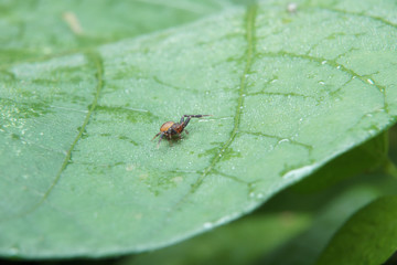 Macro of crab spider on green leaf in nature habitat. 