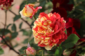 薔薇の花　ばらの花　バラの花　ばら　薔薇　バラ