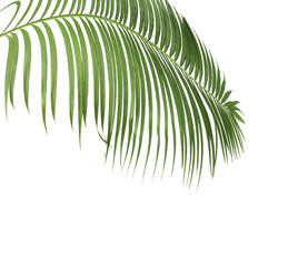 concept summer with green palm leaf from tropical . frond floral leaves branches tree isolated on...