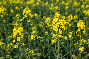 Rape fields in Moravia.near Mistrin, Czech Republic