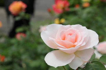 薔薇の花　ばらの花　バラの花　ばら　薔薇　バラ
