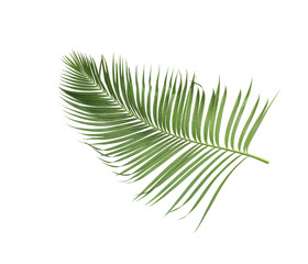 concept summer with green palm leaf from tropical . frond floral leaves branches tree isolated on white pattern background. flat lay, top view.
