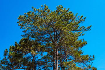 Pine tree on the Blue Sky background