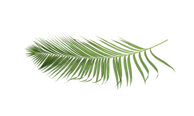concept summer with green palm leaf from tropical . frond floral leaves branches tree isolated on white pattern background. flat lay, top view.