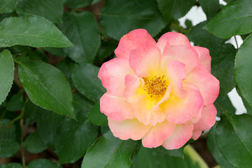 薔薇の花　ばらの花　バラの花　ばら　薔薇　バラ