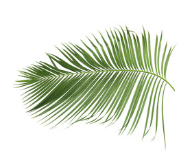 Naklejka premium concept summer with green palm leaf from tropical . frond floral leaves branches tree isolated on white pattern background. flat lay, top view.