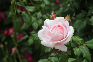 薔薇の花　ばらの花　バラの花　ばら　薔薇　バラ