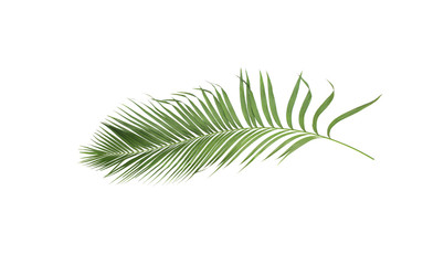 concept summer with green palm leaf from tropical . frond floral leaves branches tree isolated on white pattern background. flat lay, top view.