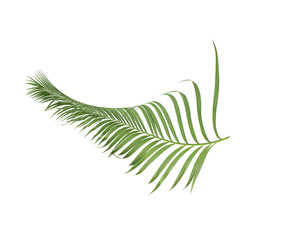 concept summer with green palm leaf from tropical . frond floral leaves branches tree isolated on white pattern background. flat lay, top view.