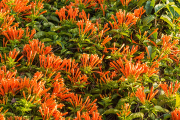 Beautiful flowers blossom in the garden.