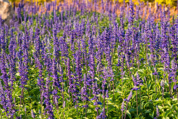 Obraz premium Beautiful flowers blossom in the garden.
