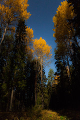 Yellow tree and starry sky at autumn night