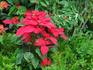 red flowers in the garden