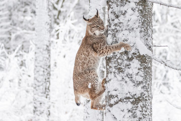 Jeune lynx eurasien sur la neige. Animal incroyable, courant librement sur une prairie enneigée par temps froid. Beau cliché naturel dans un endroit original et naturel. Cub mignon mais prédateur dangereux et en voie de disparition.