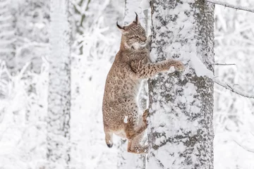 Poster Jonge Euraziatische lynx op sneeuw. Geweldig dier, vrij rennend op besneeuwde weide op koude dag. Mooie natuurlijke opname op originele en natuurlijke locatie. Leuke welp maar toch gevaarlijk en bedreigd roofdier. © janstria