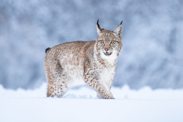 Jonge Euraziatische lynx op sneeuw. Geweldig dier, vrij rennend op besneeuwde weide op koude dag. Mooie natuurlijke opname op originele en natuurlijke locatie. Leuke welp maar toch gevaarlijk en bedreigd roofdier.