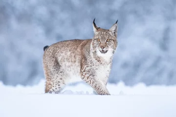 Photo sur Plexiglas Lynx Jeune lynx eurasien sur la neige. Animal incroyable, courant librement sur une prairie enneigée par temps froid. Beau cliché naturel dans un endroit original et naturel. Cub mignon mais prédateur dangereux et en voie de disparition.